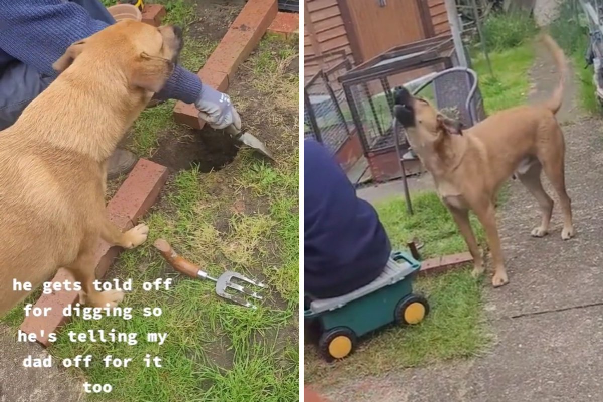 Dog yelling at dad digging