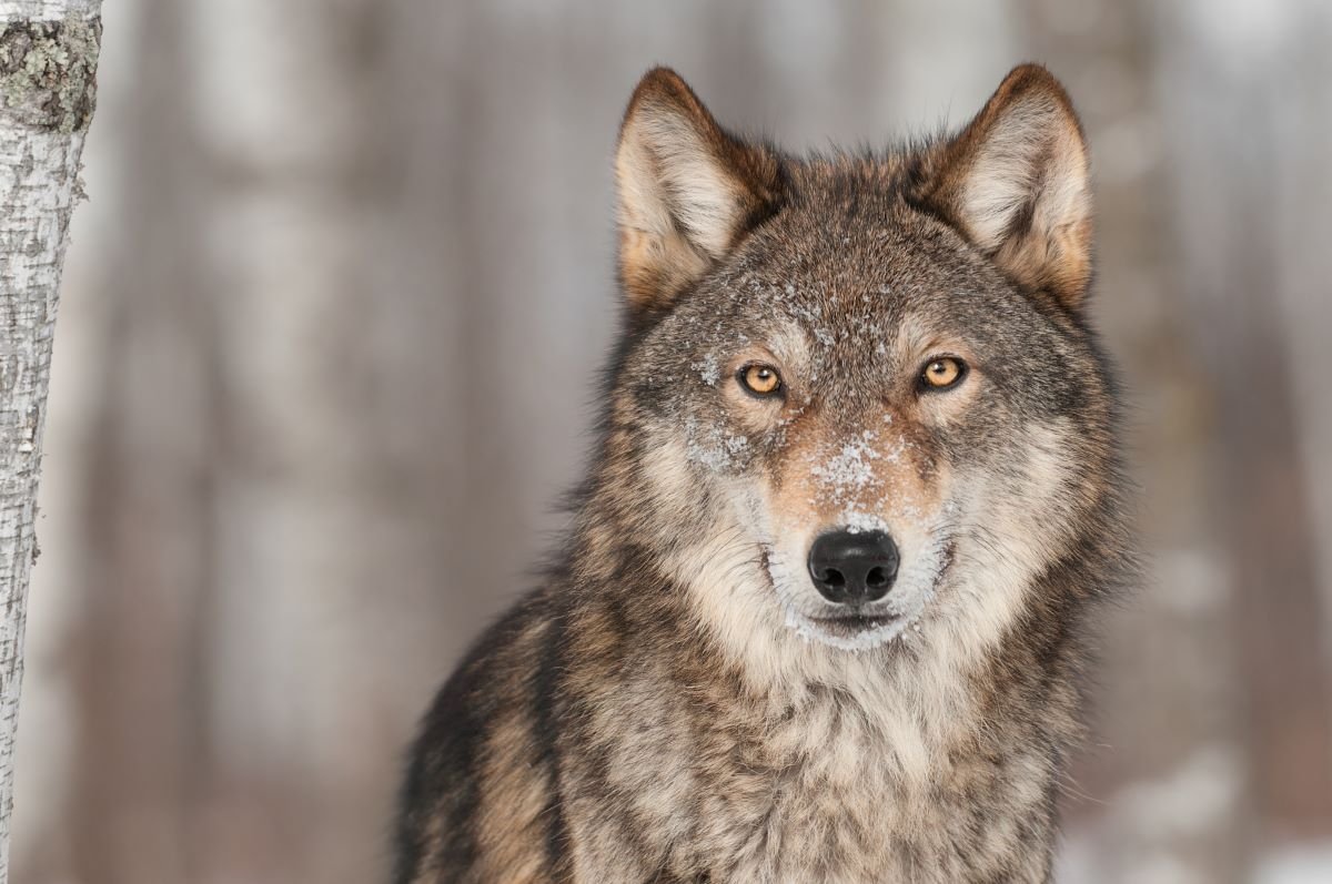 A gray wolf