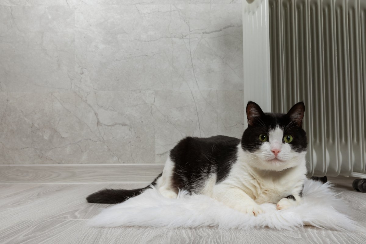 cat near radiator