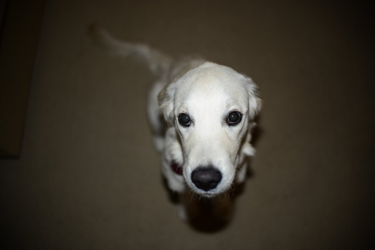 golden retriever sitting down looking at camera