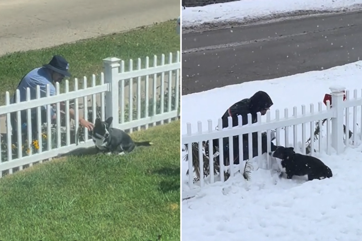 Corgi and mailman