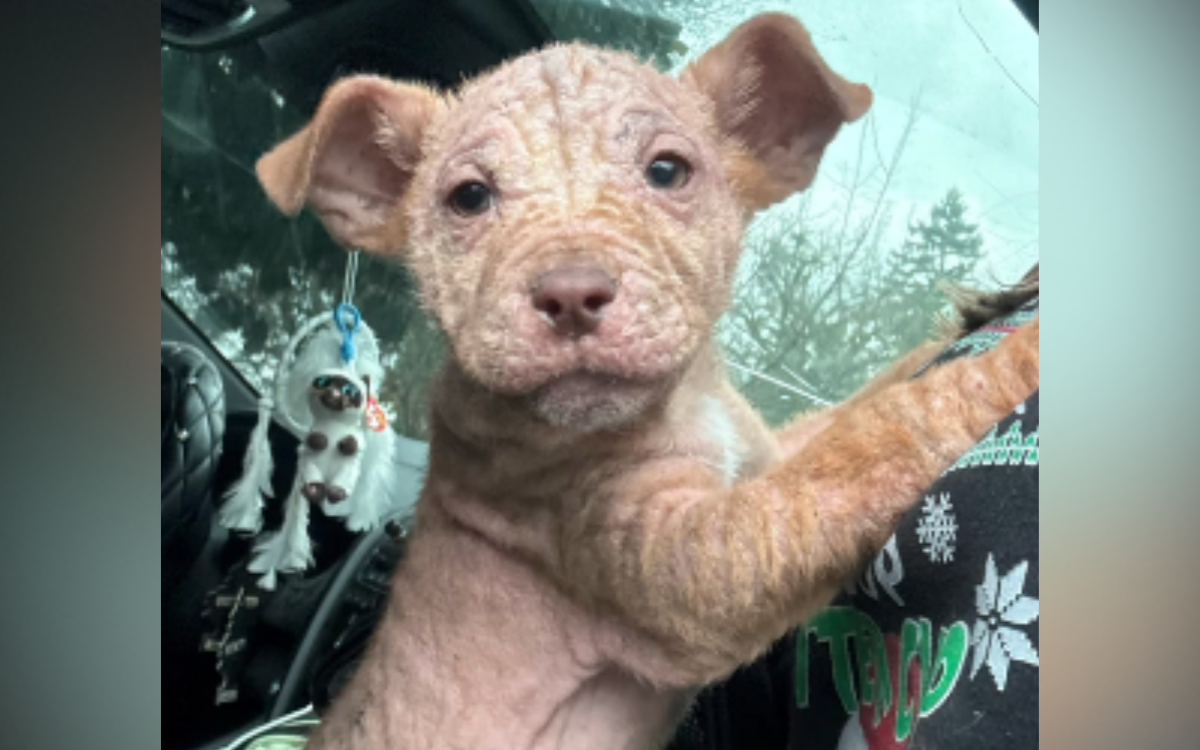 Hairless puppy dumped at homeless encampment 