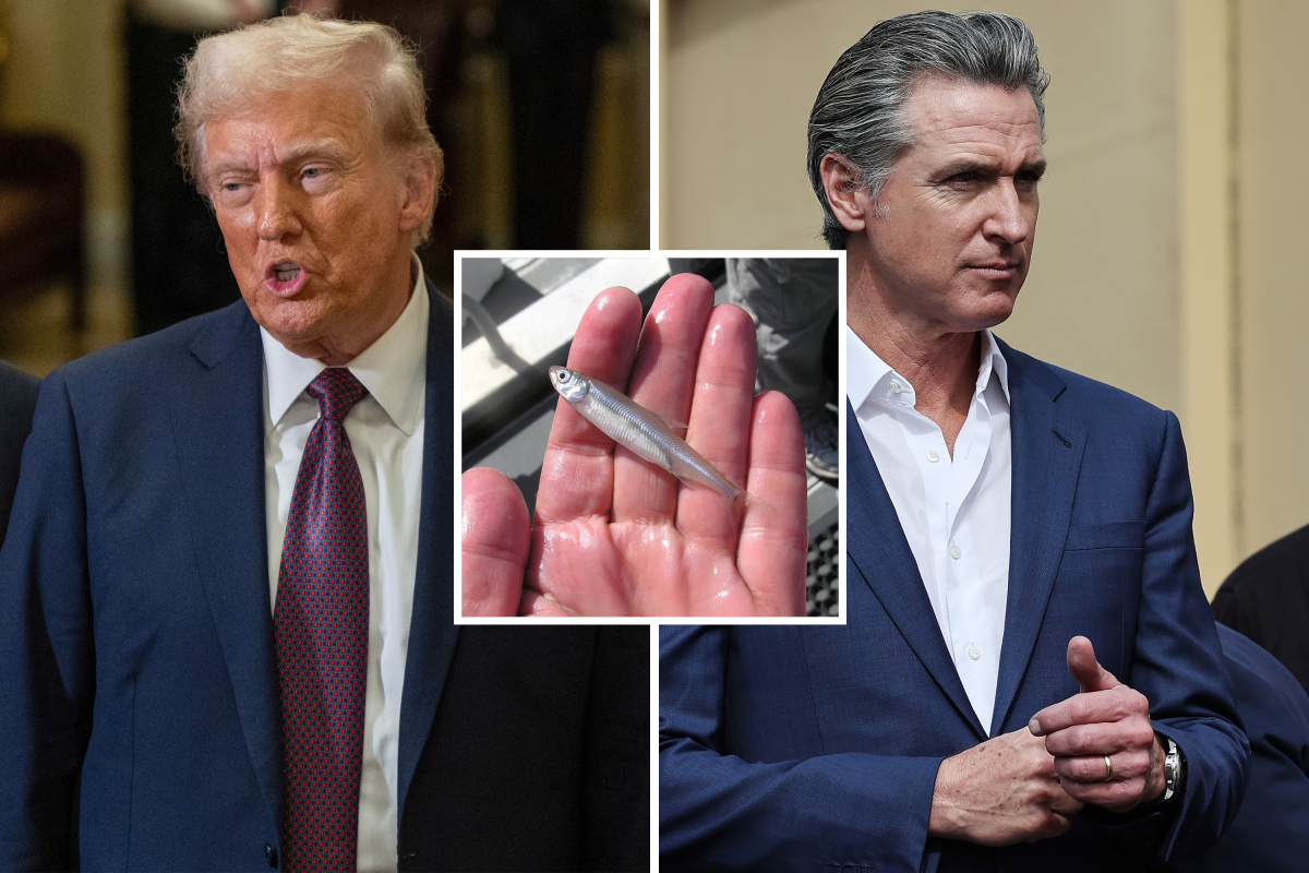 Smelt Fish: Why is Trump attacking Gavin Newsom over the California Dam? - Newsweek