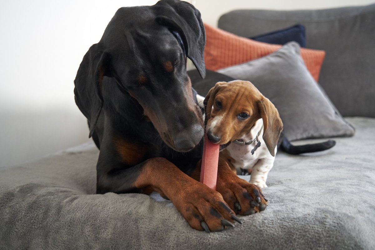 Dachshund and doberman