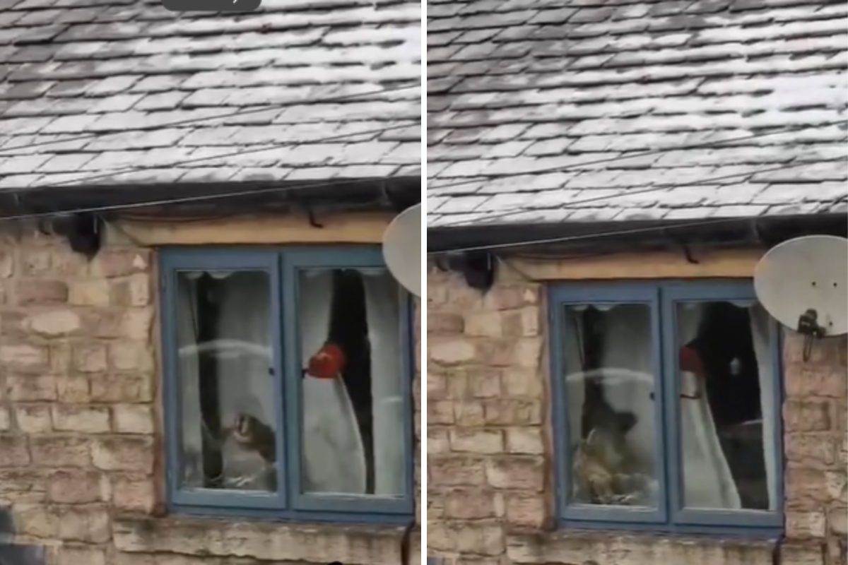 Owl stuck in a house