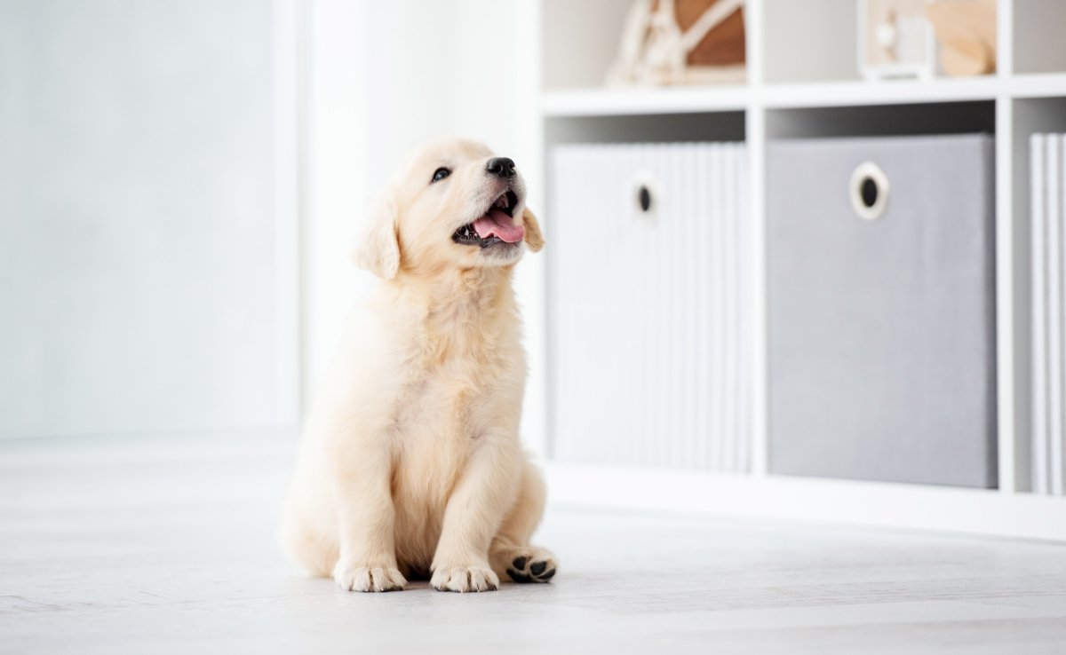 puppy sitting on the floor