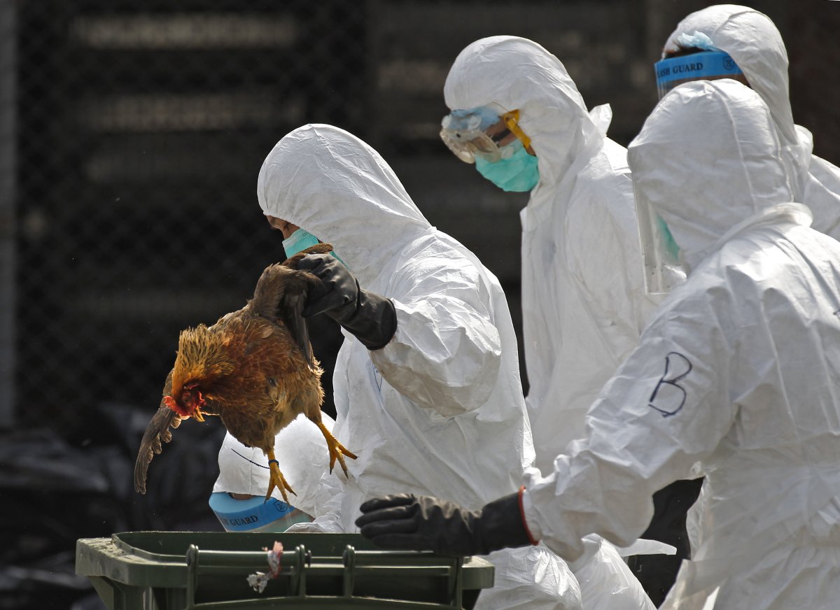 Health workers dealing with bird flu outbreak