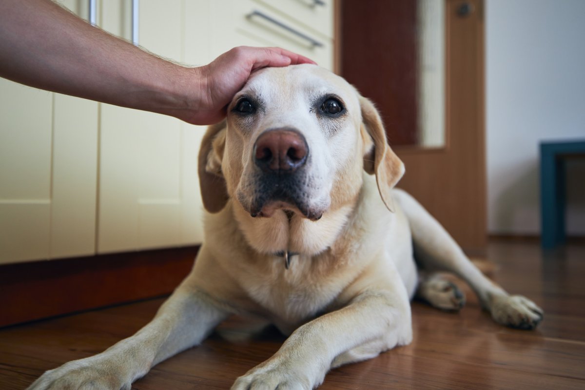 dog getting petted