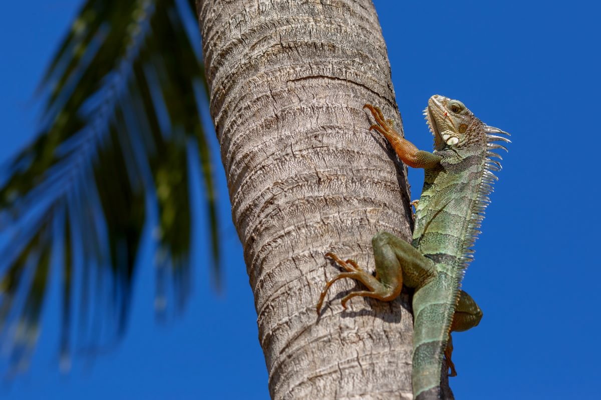 iguana