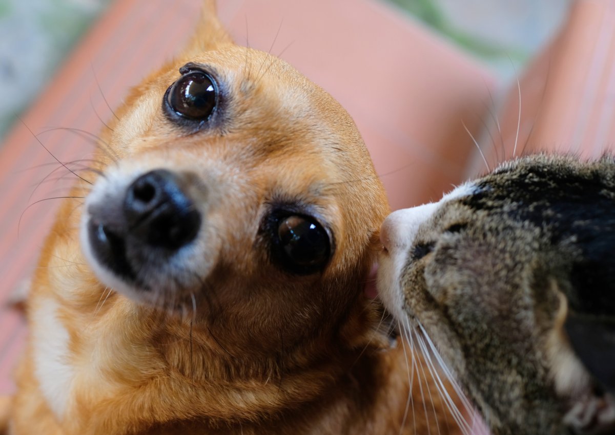 cat grooming dog