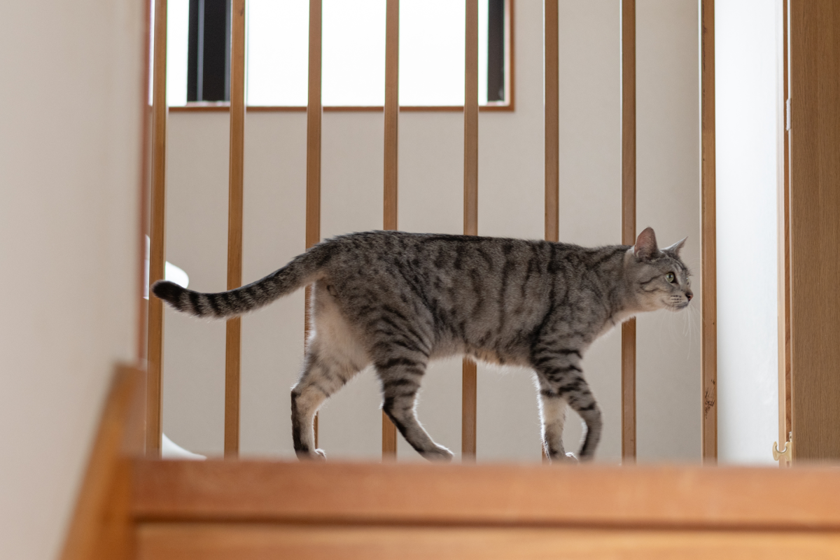 cat on the stairs