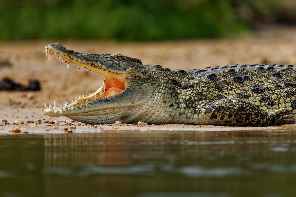 Crocodile luring humans into water?