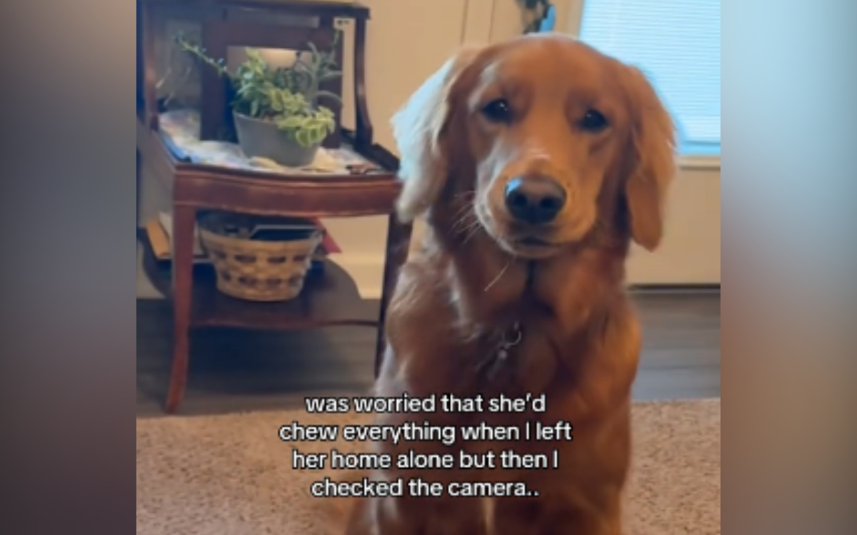 Remington the golden retriever can be naughty.