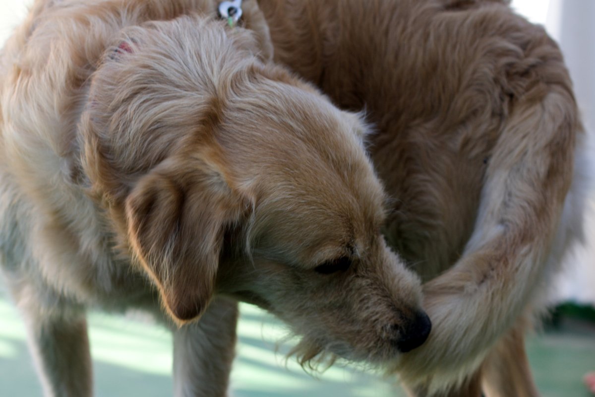 Golden Retriever