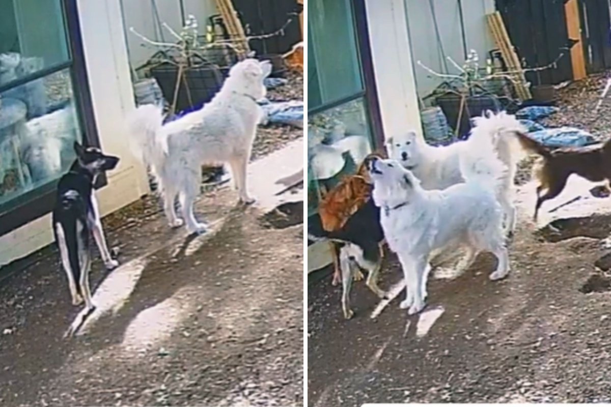 Dogs howling caught on camera