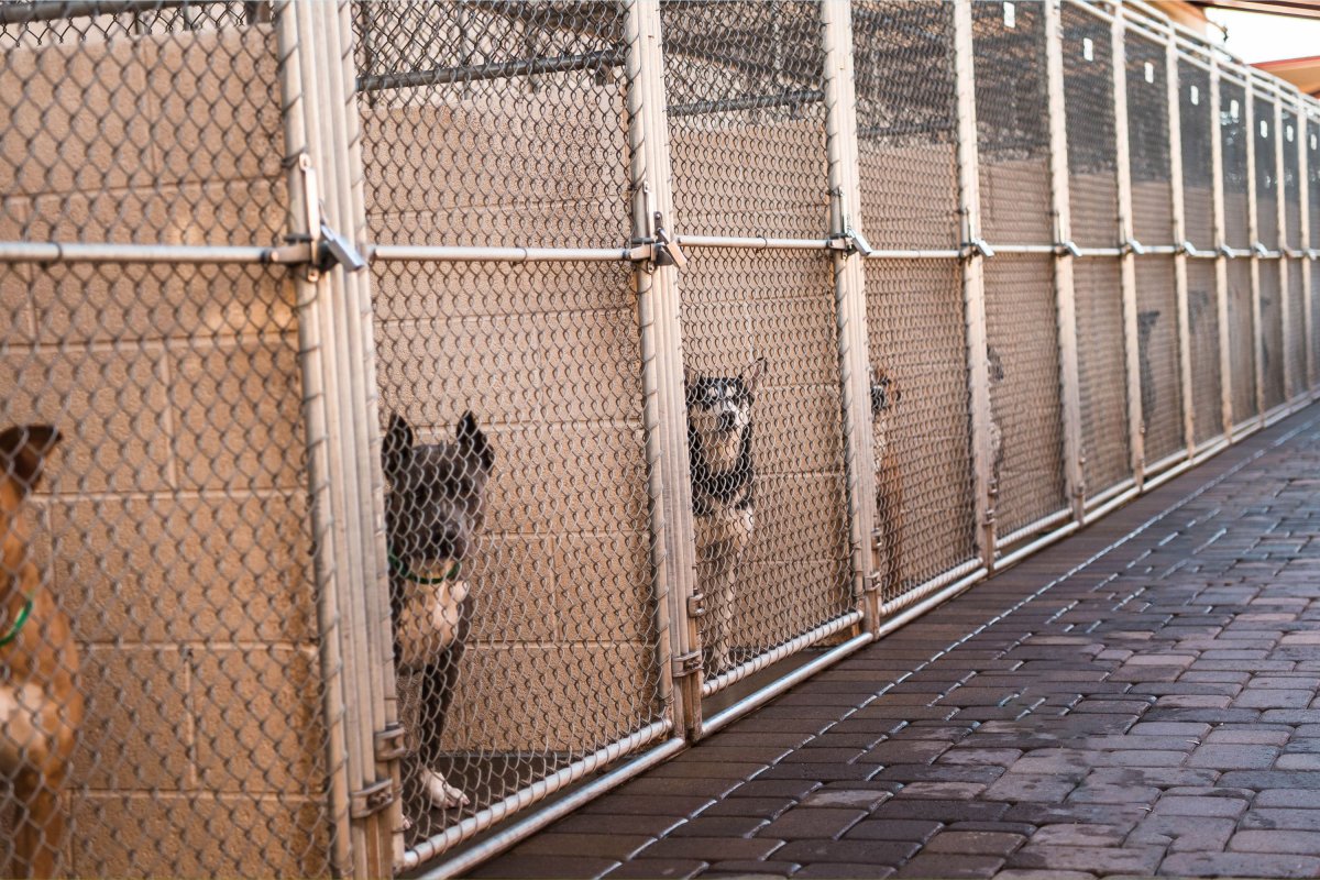 Dogs at animal shelter