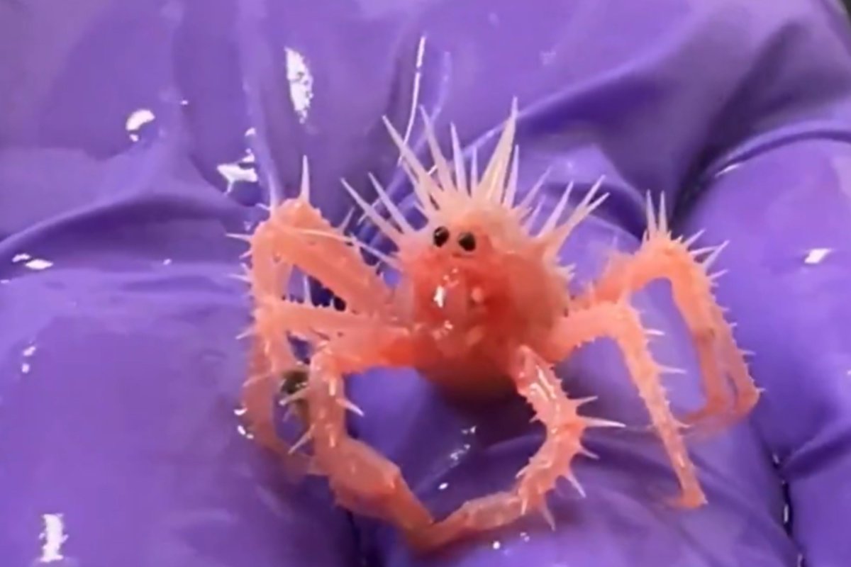 king crab baby noaa viral video