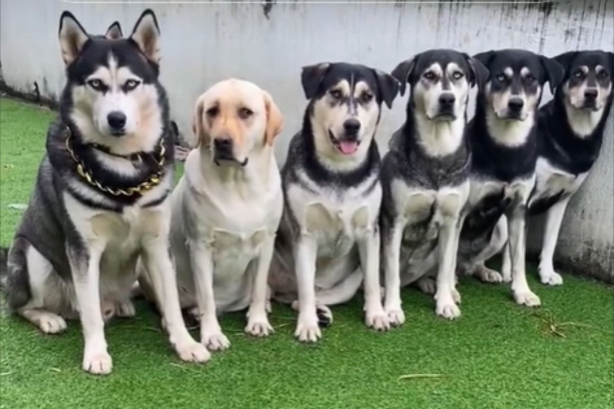 Husky and Lab with children