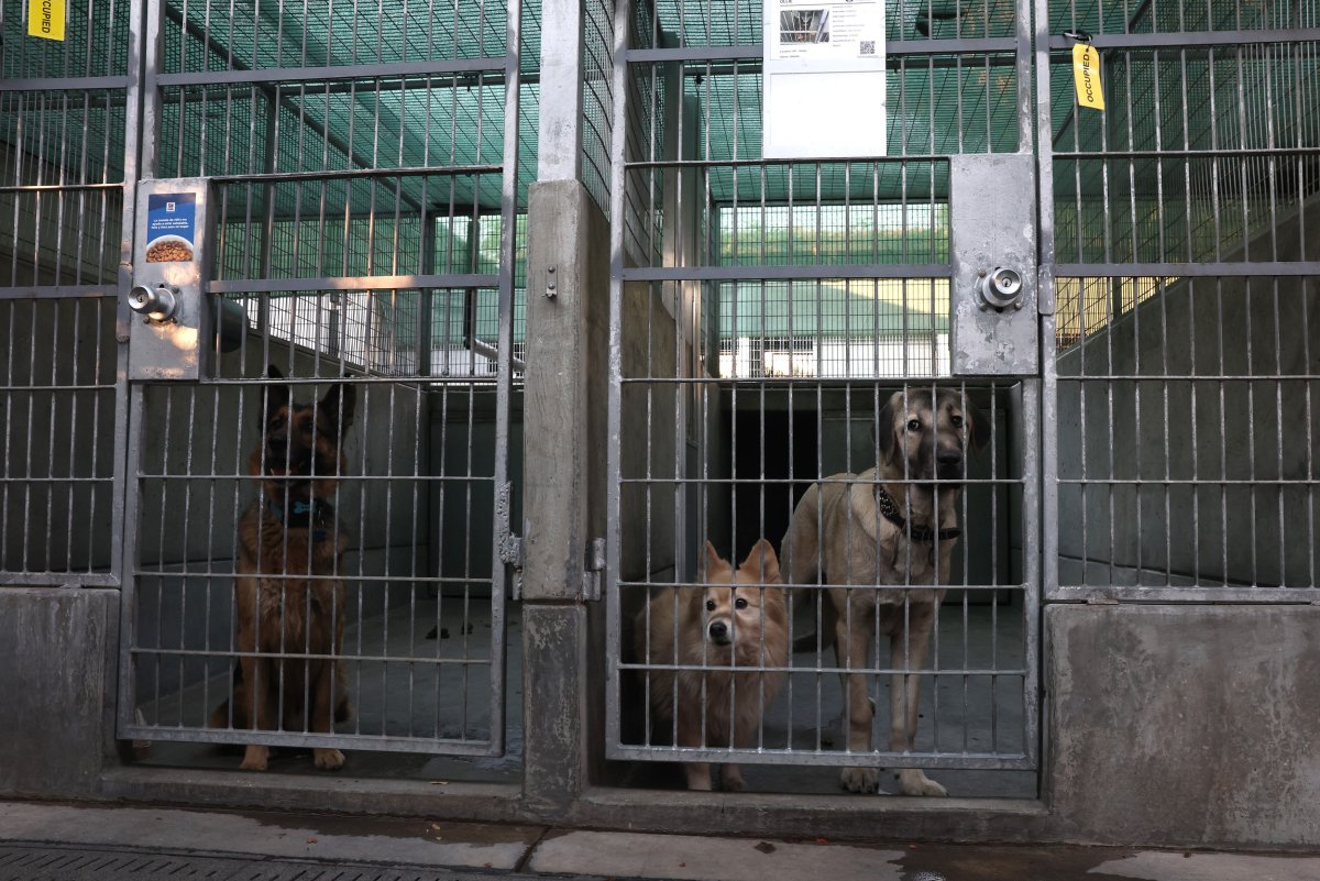 Pasadena Humane Shelter dogs