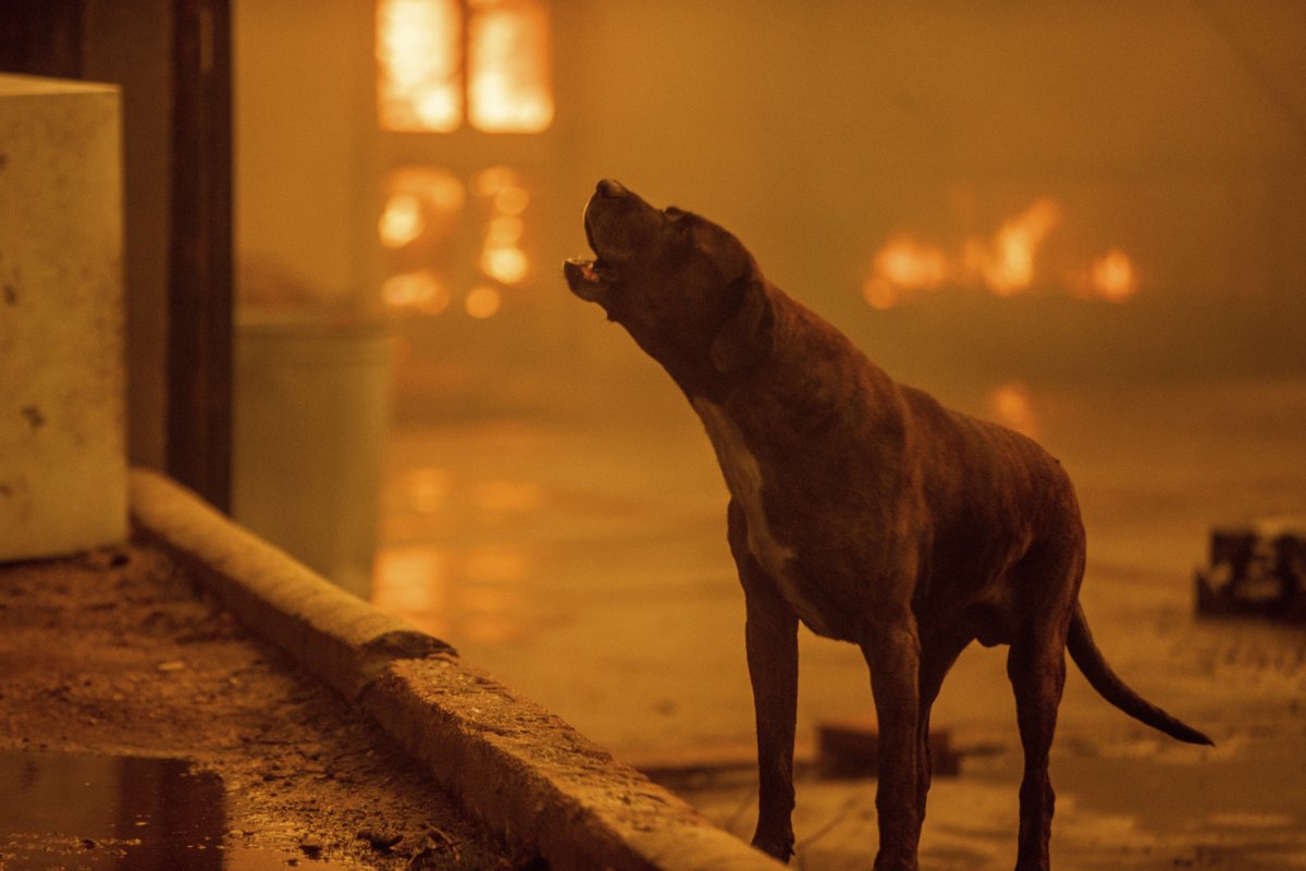 California Fires Dog