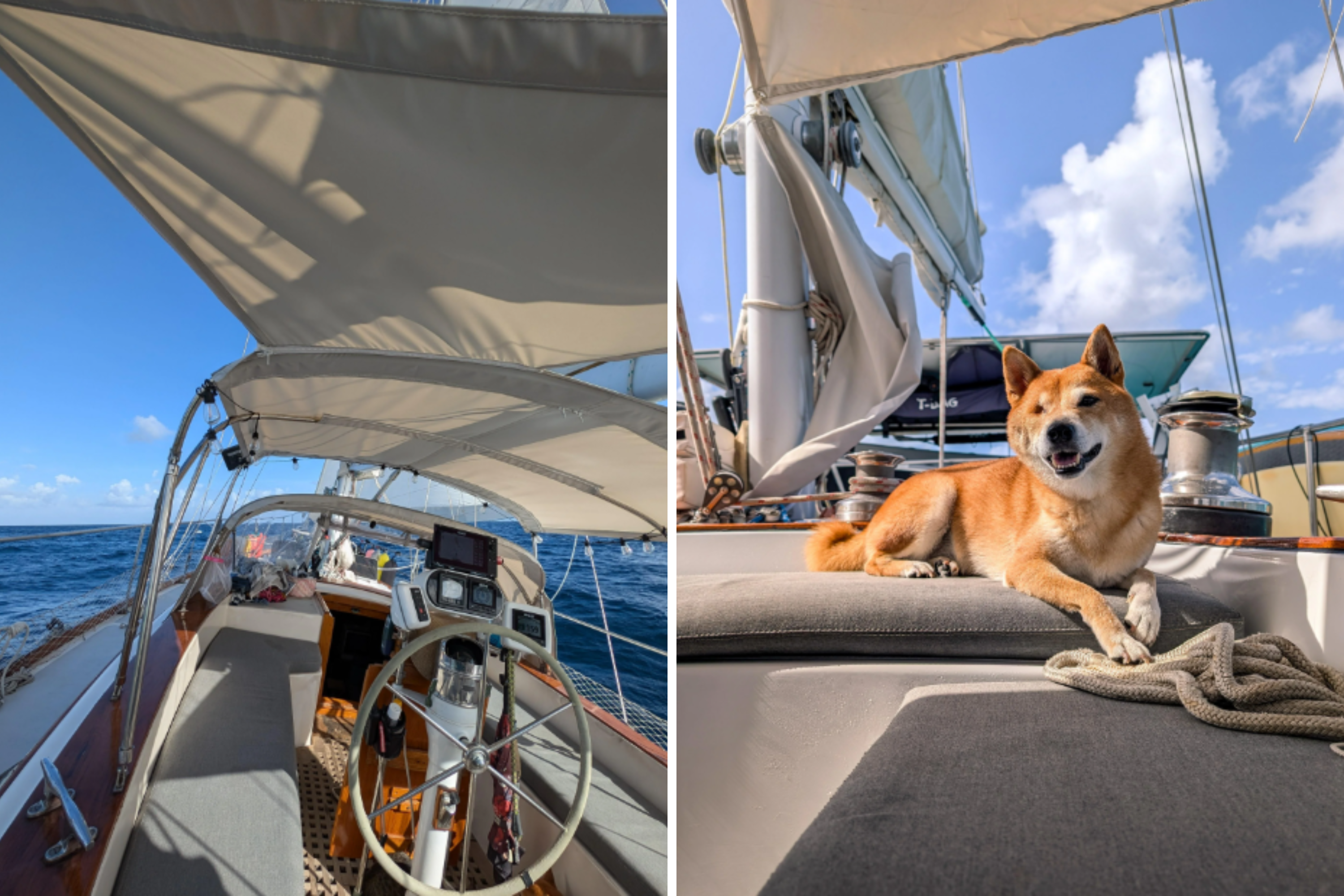 Couple Buy Boat as Tiny Home, Sail the World Working Remotely With 3 Pets