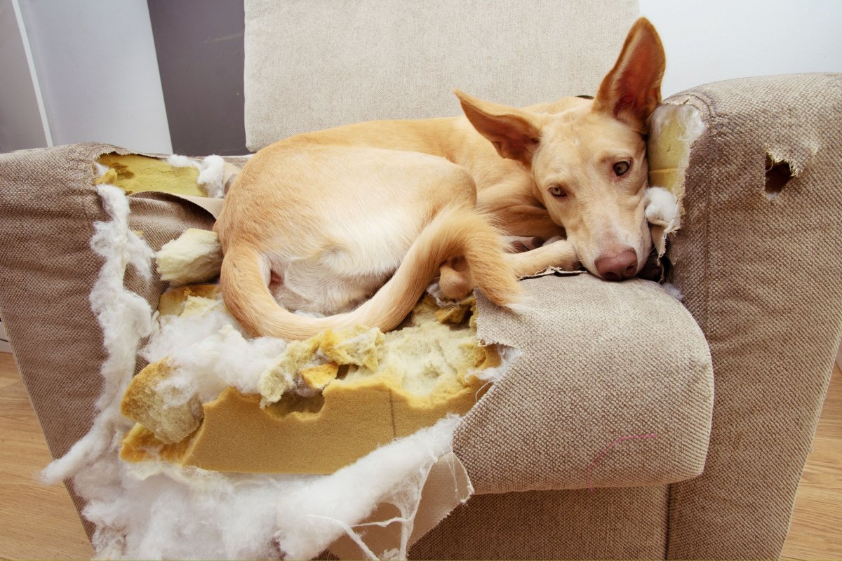 Dog sitting on chewed couch