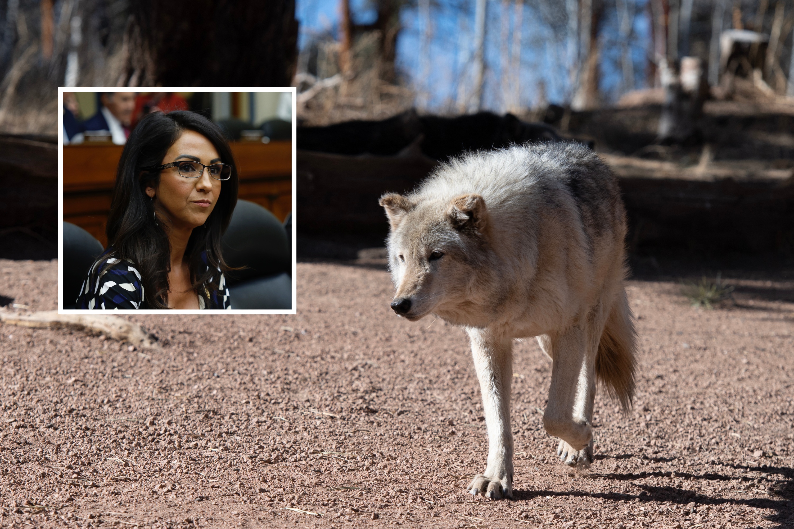 Colorado Receives Wolves from British Columbia