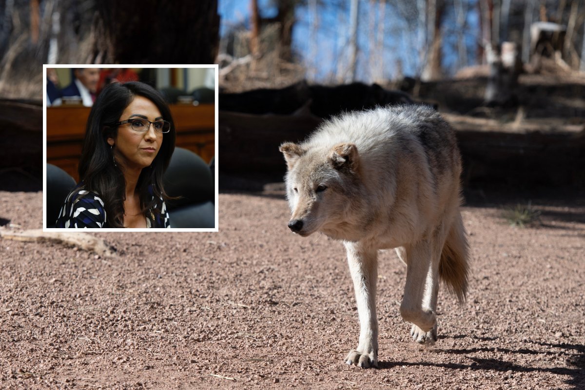 Gray Wolves Colorado Lauren Boebert Republican Outrage