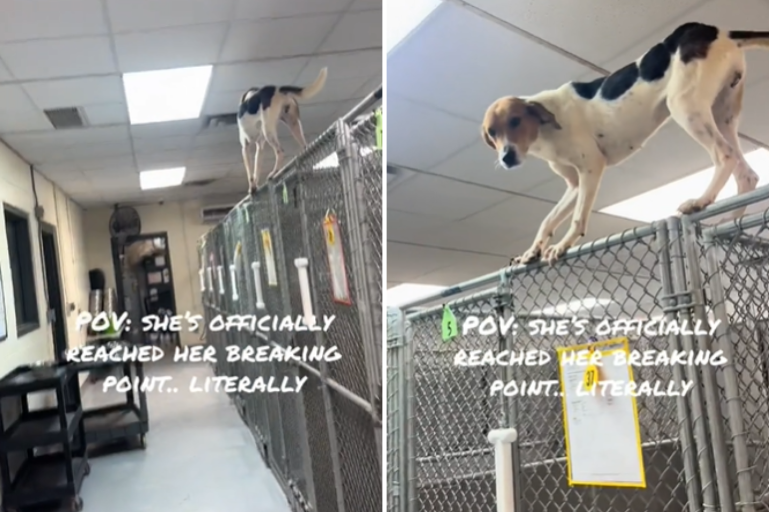 Heartbreaking Way Shelter Dog Expresses That She Is at Breaking Point