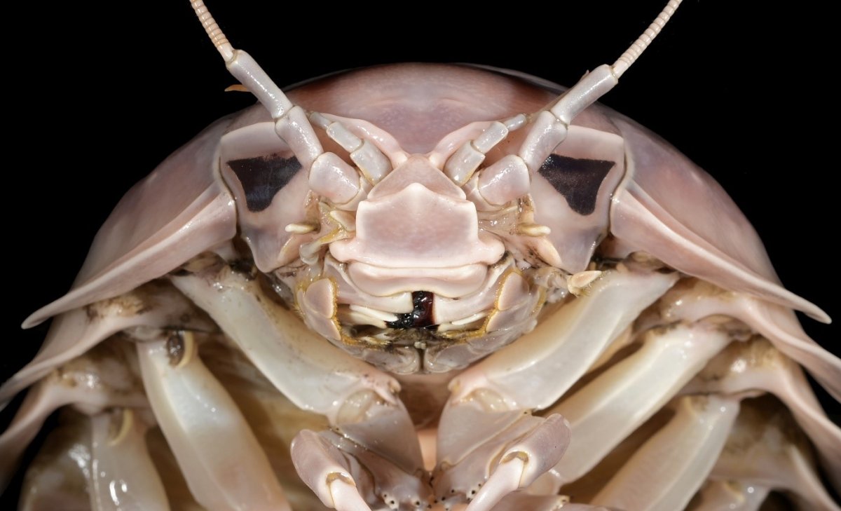 The Vader -like head of Bathynomus vaderi