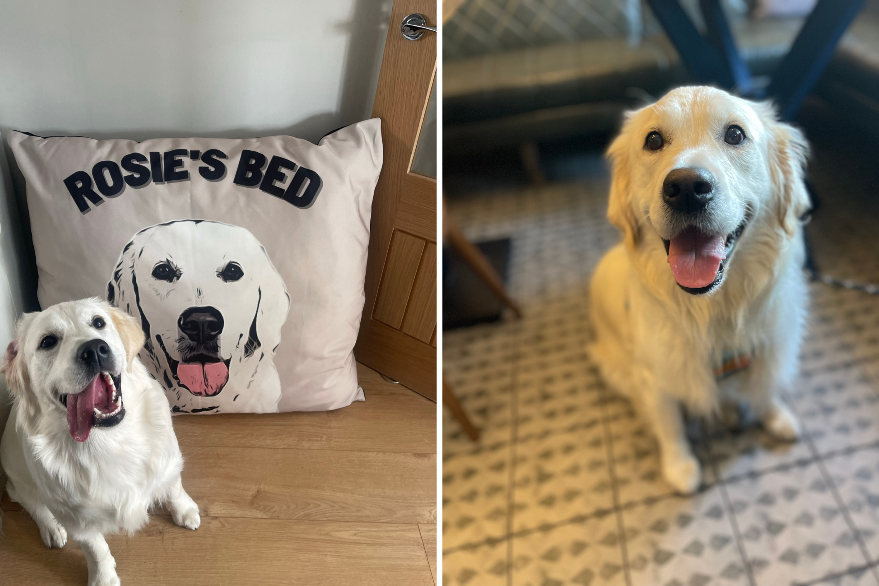 Golden Retriever's 'Love' Is Seal of Approval to Owner's Son's Girlfriend