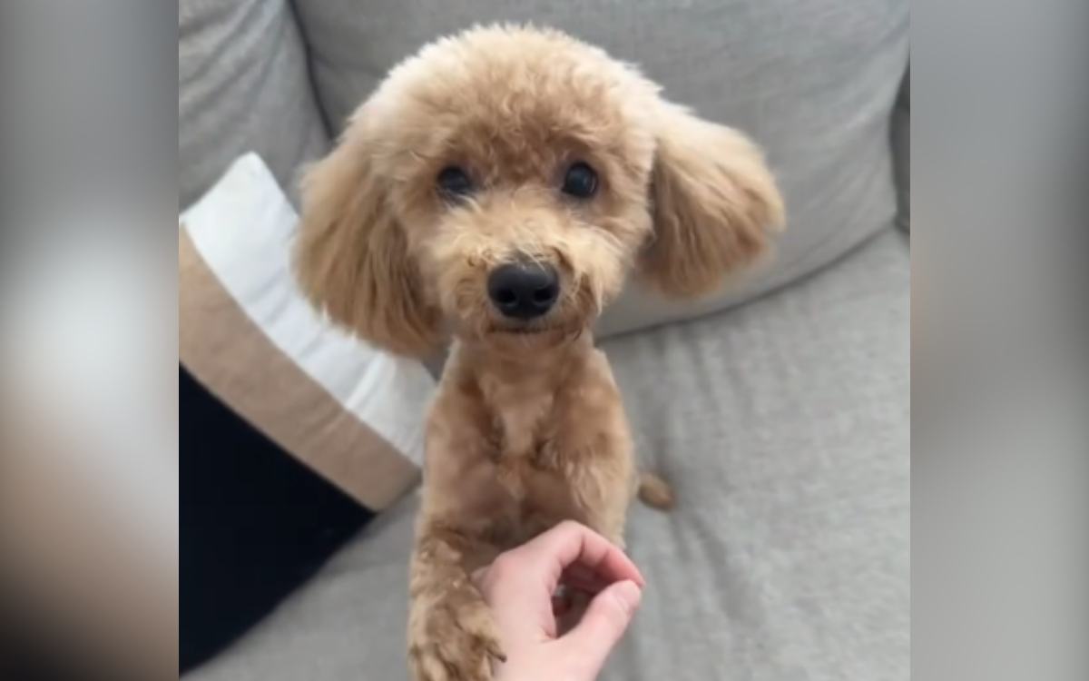 Winne now she has had a trim.