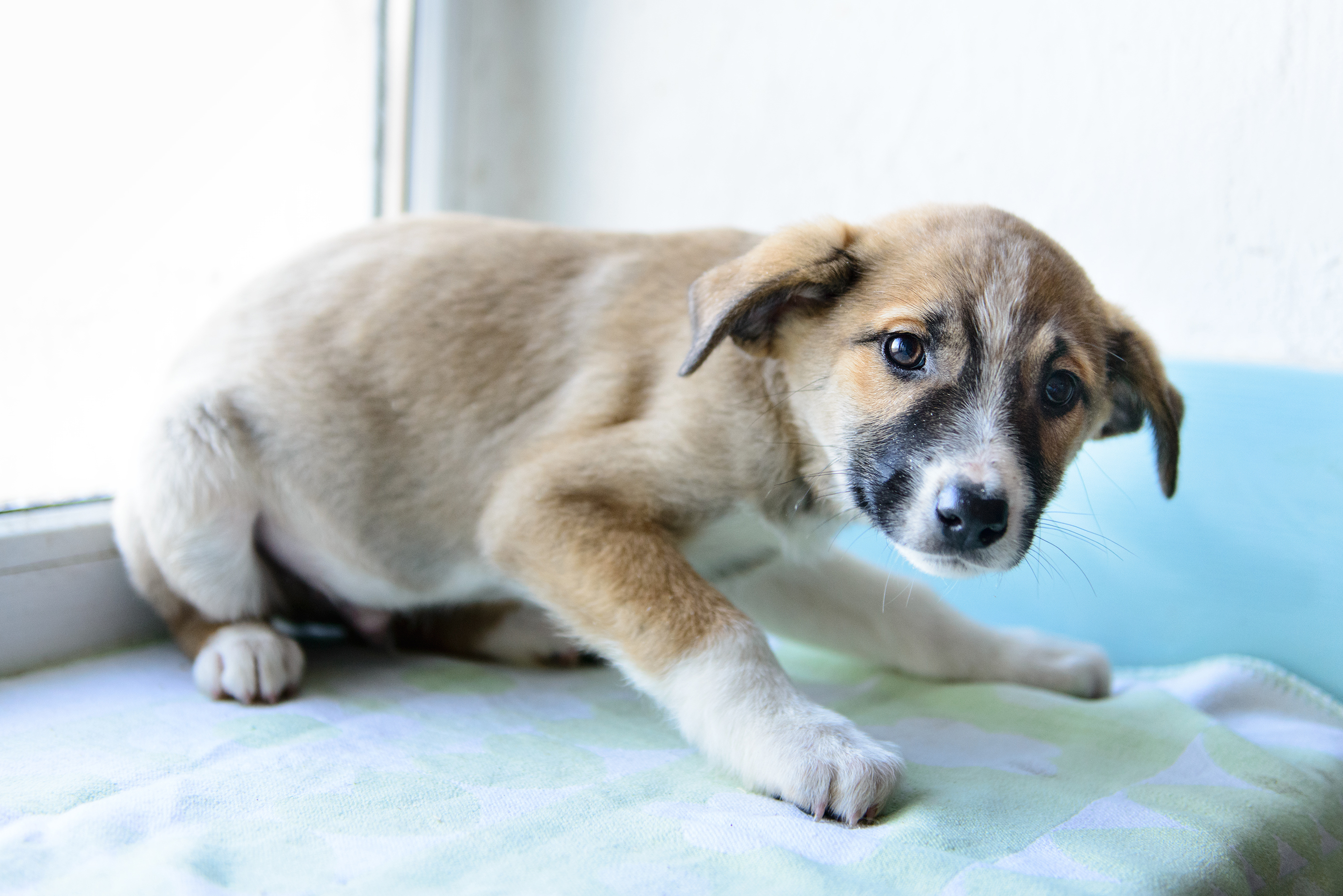 Why Is My Dog Shaking? Vet Explains Most Common Reasons
