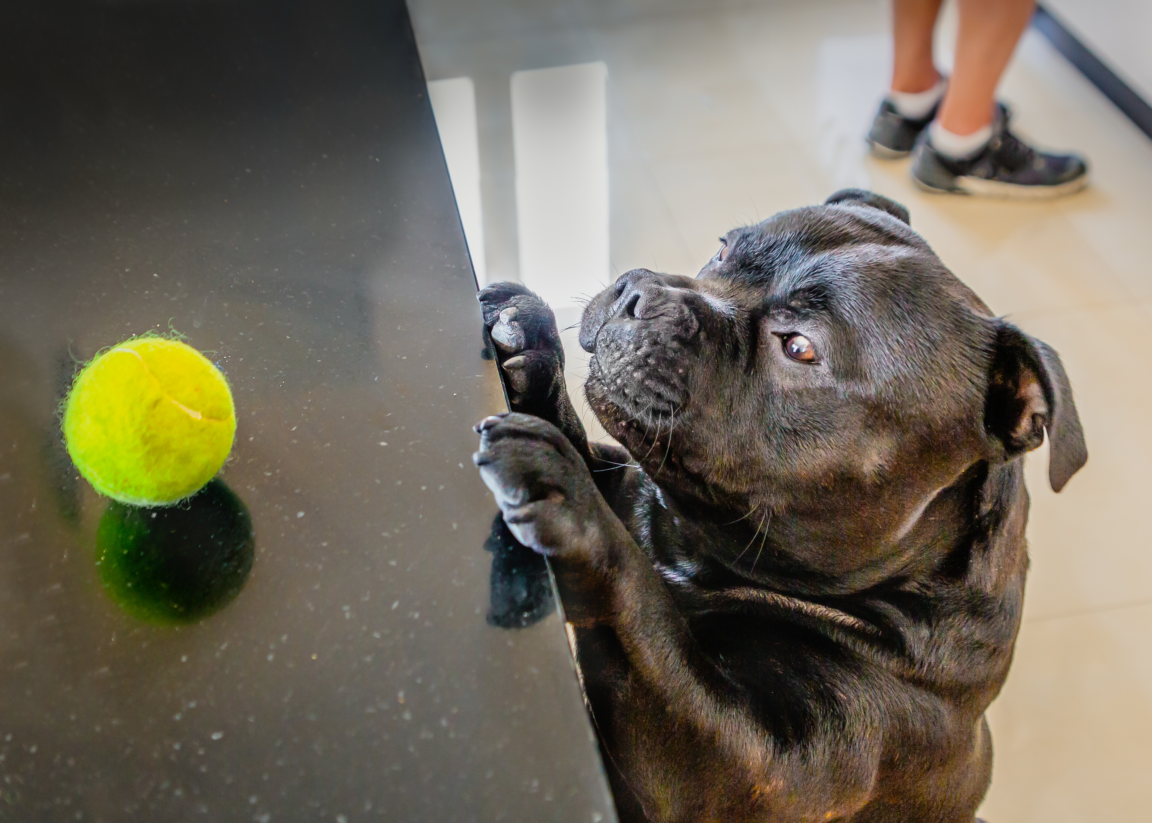 Dog Gets Ball Launcher, Internet Not Prepared for His Response
