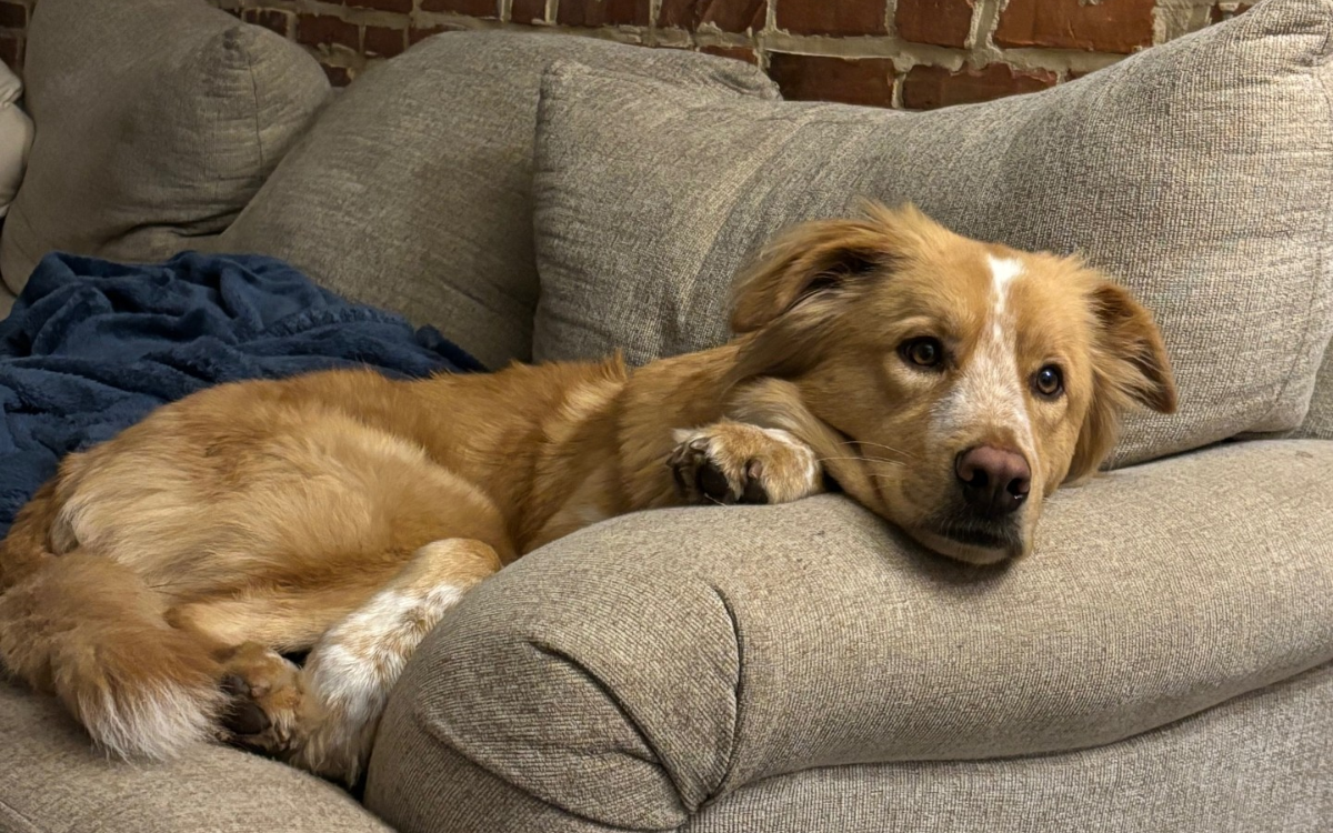 Louie relaxing at his forever home.