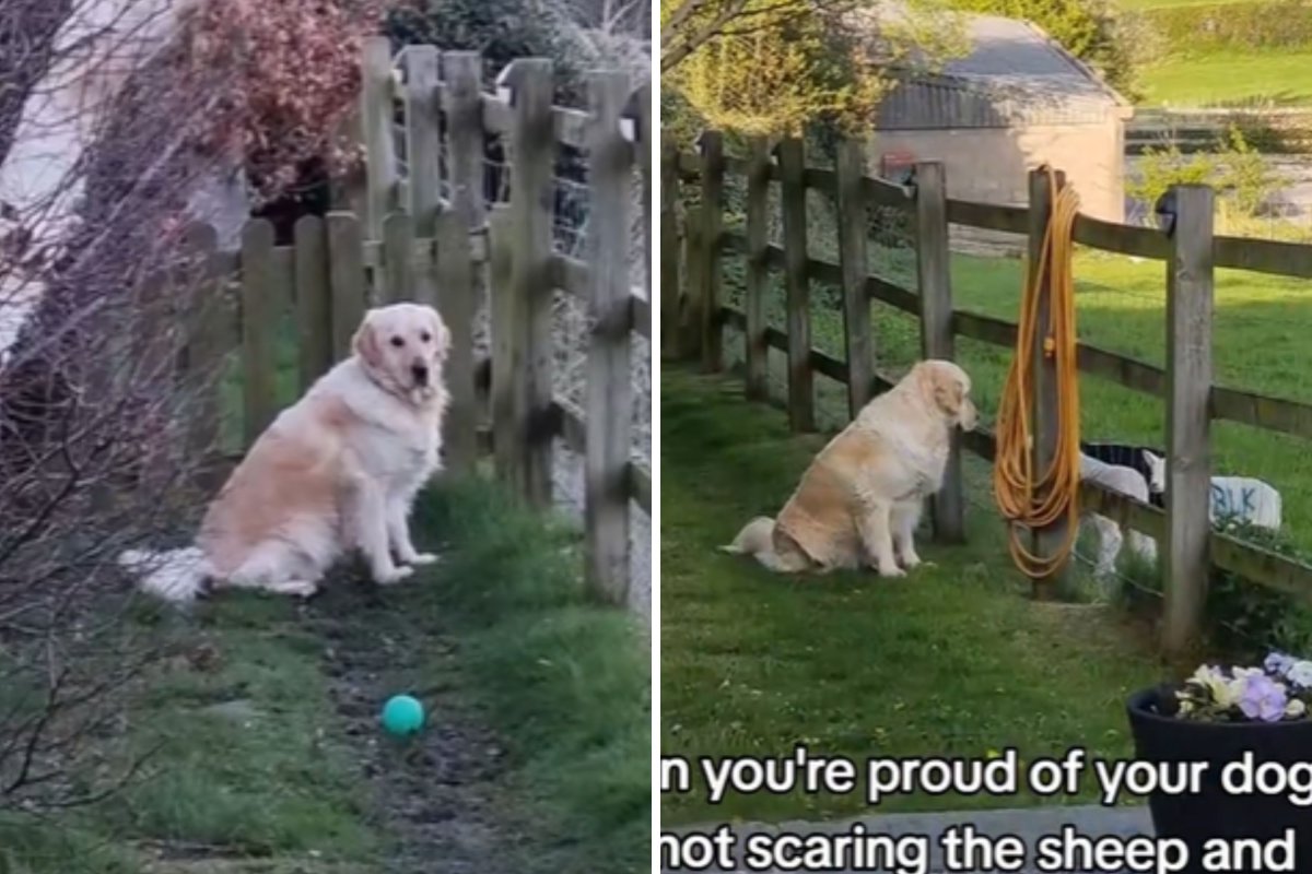 Golden retriever admiring lambs