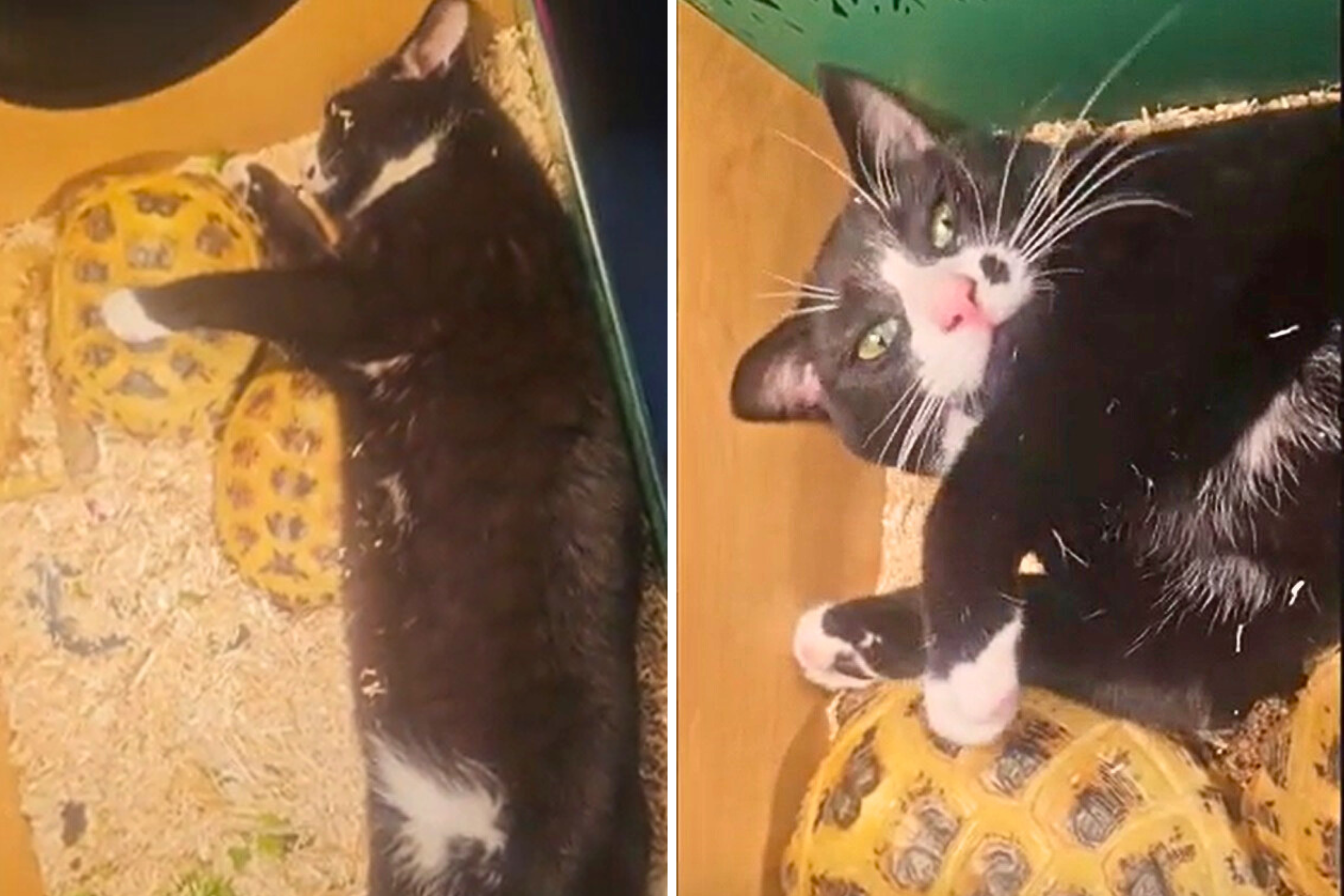Internet Obsessed With Cat Caught Spooning Tortoises