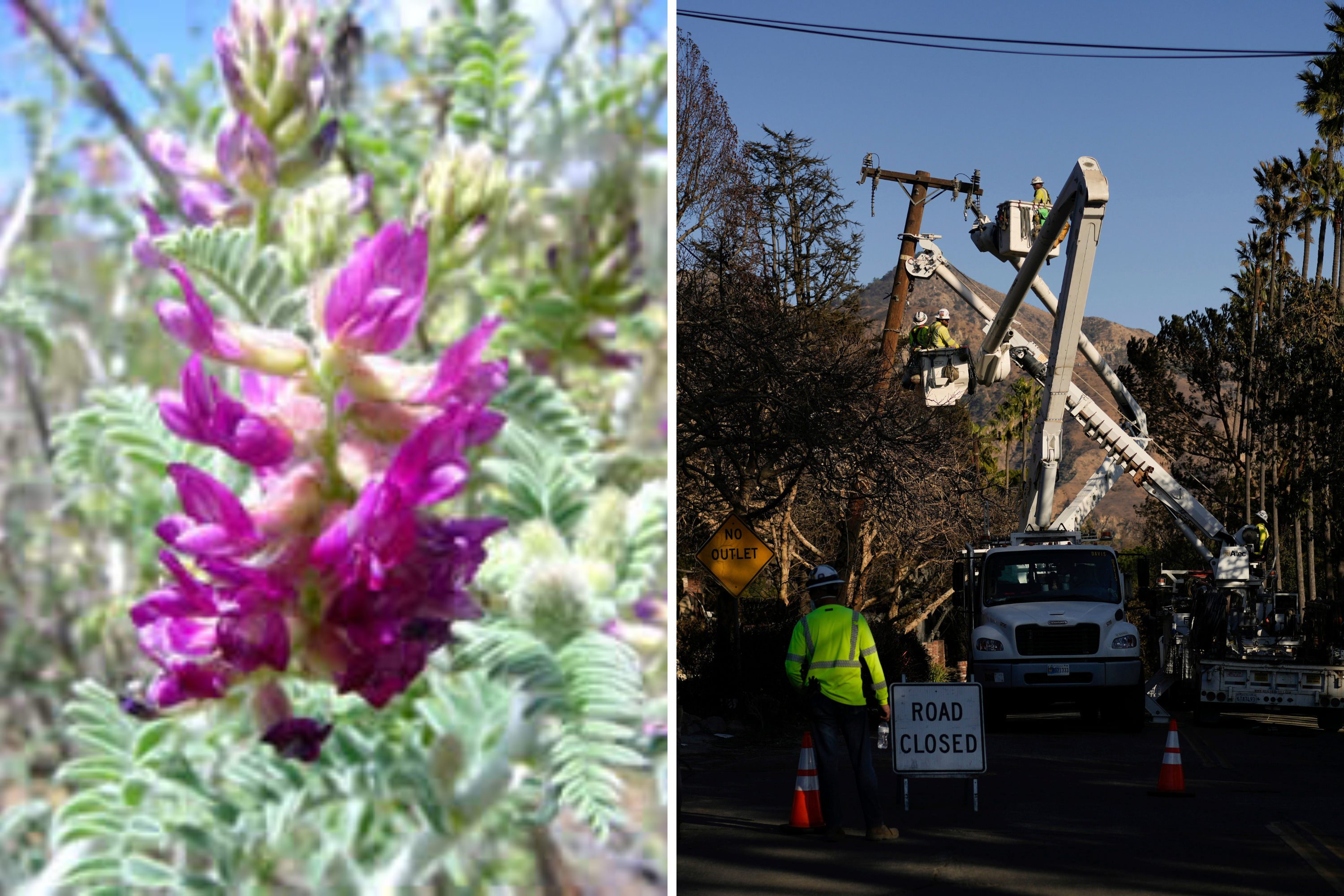 Endangered plant may have made California wildfires worse