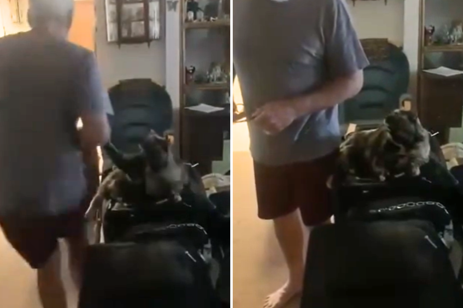 Cat That Hilariously Demands Attention From Owner Wins Pet of the Week