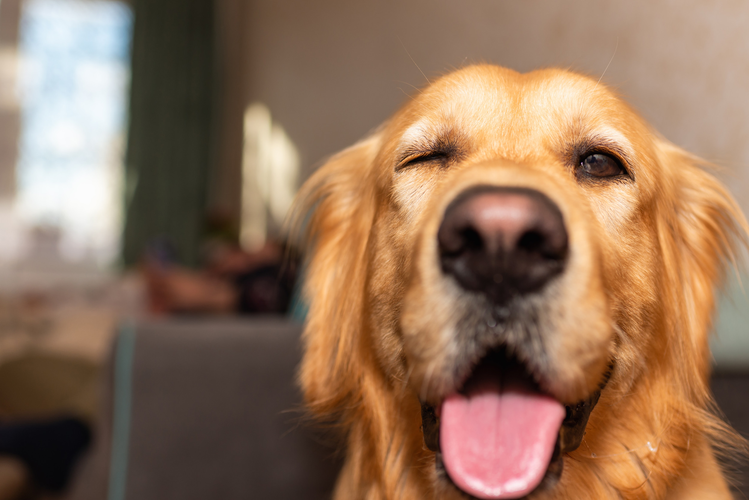 Hysterics at Naughty Golden Retriever Refusing To Look at Owner