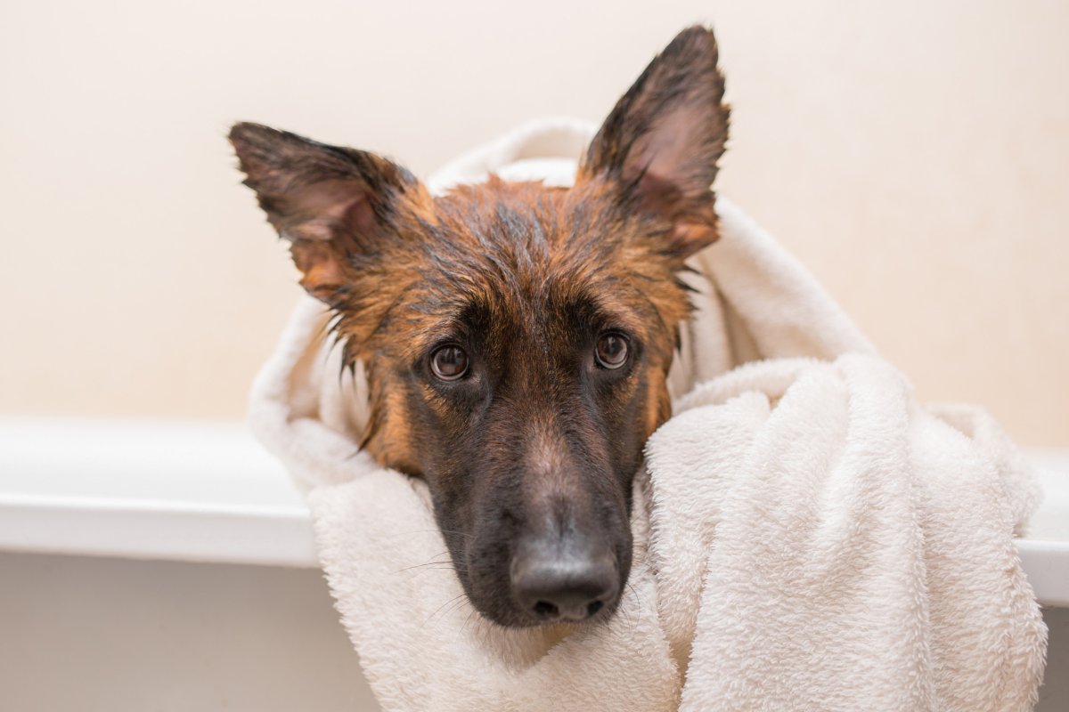 German Shepherd Sits In Bath With Towel