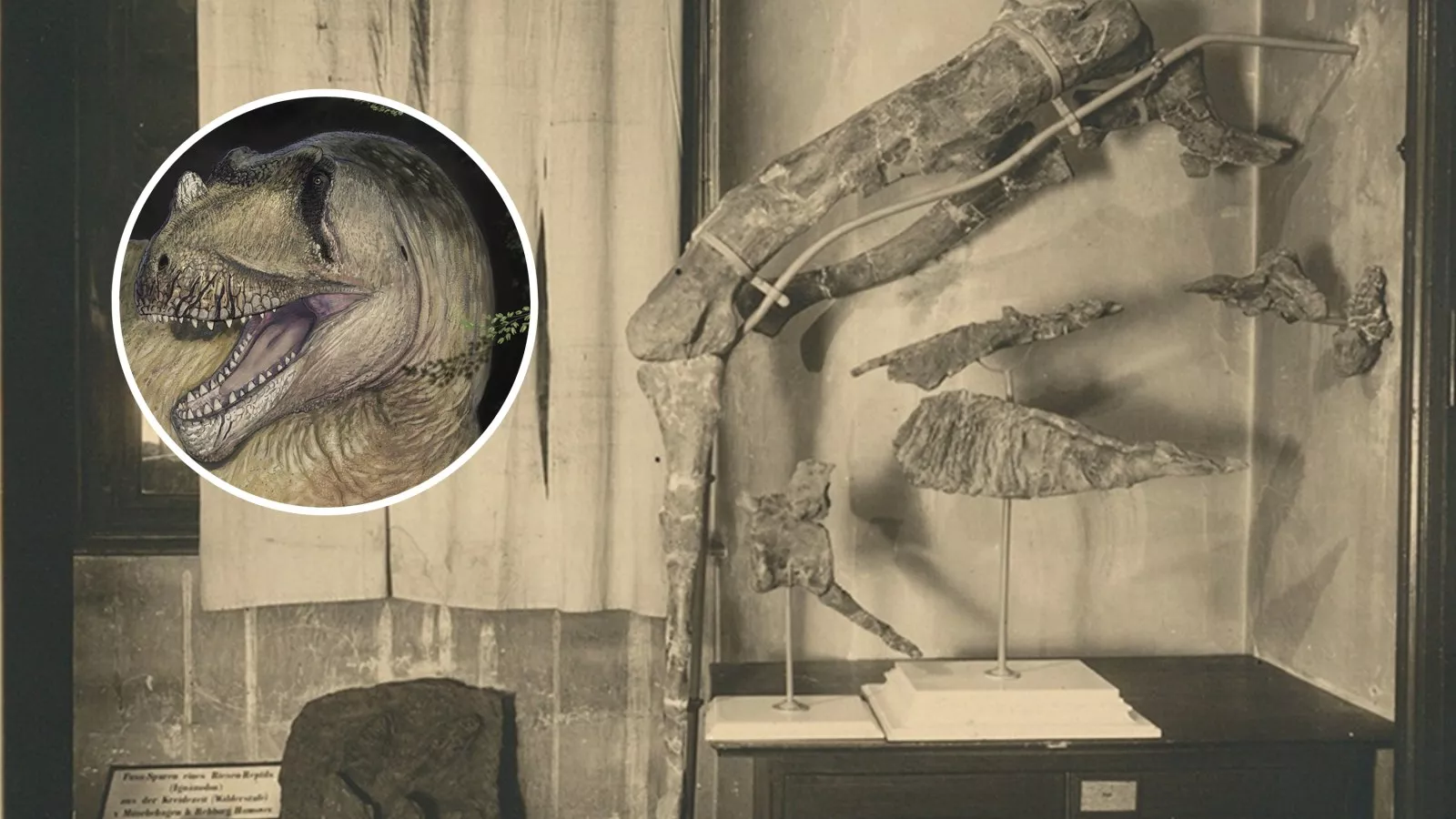 Secrets of Dinosaur Lost in WWII Bombing Revealed - Newsweek