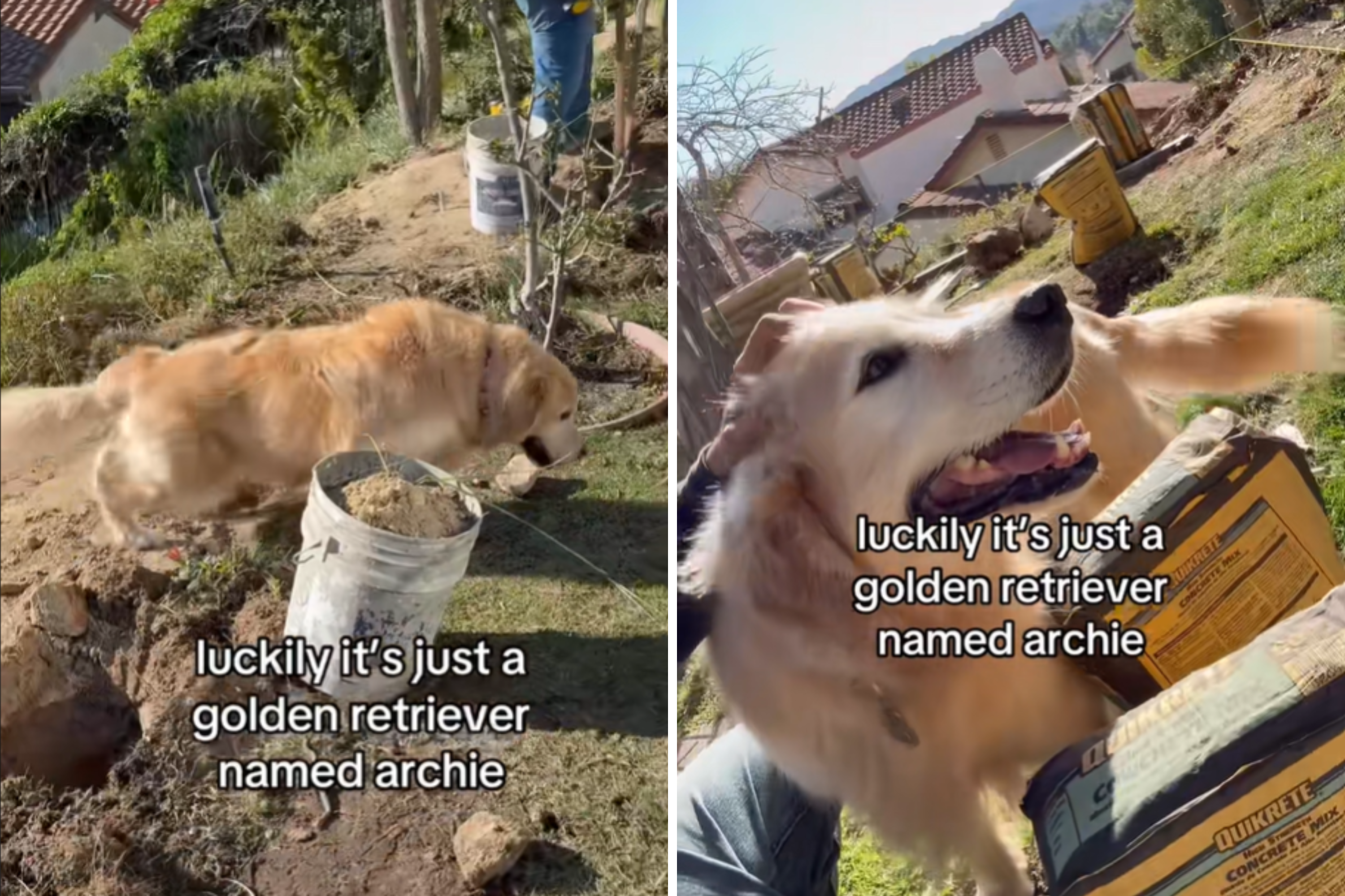 Moment Golden Retriever Approaches Neighbors Contractors Melts Hearts