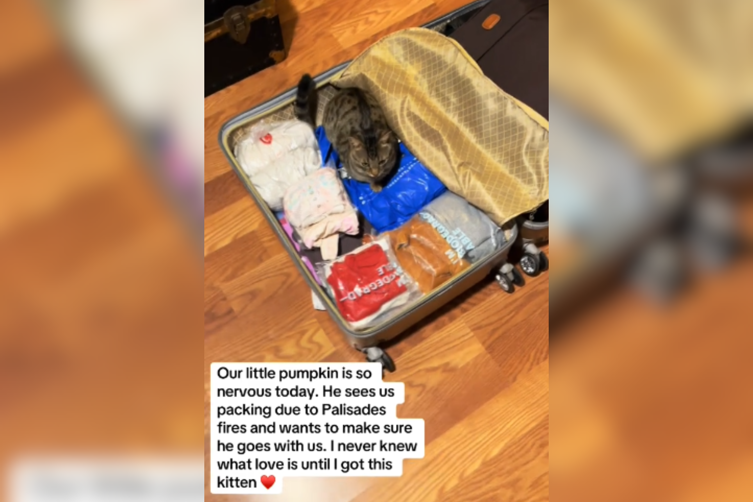 Hearts Break Over Rescue Cats Reaction to Owner Packing Suitcase