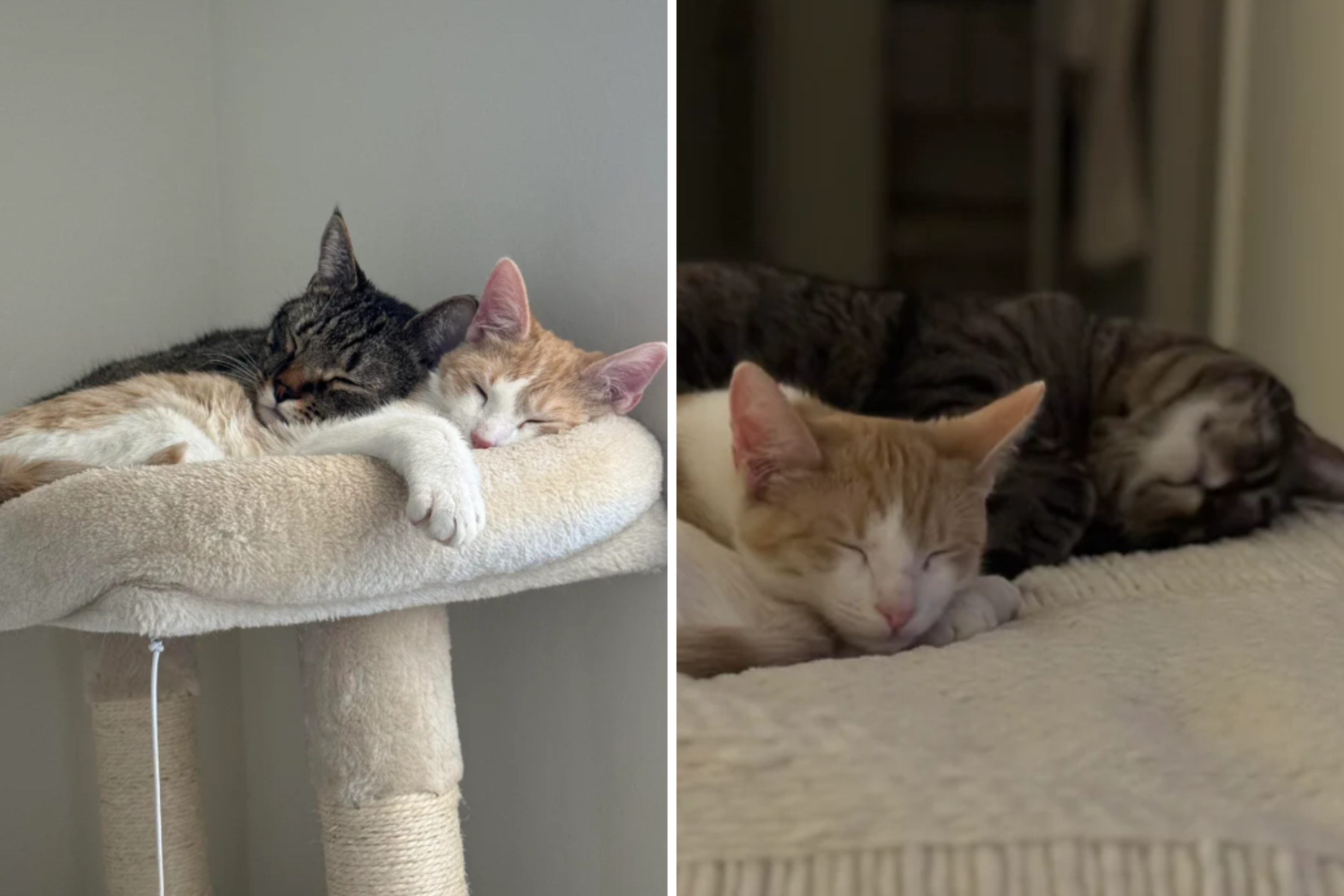 Owner Adopts Rescue Cat for His Feline, Hearts Melt Over What Happens Next