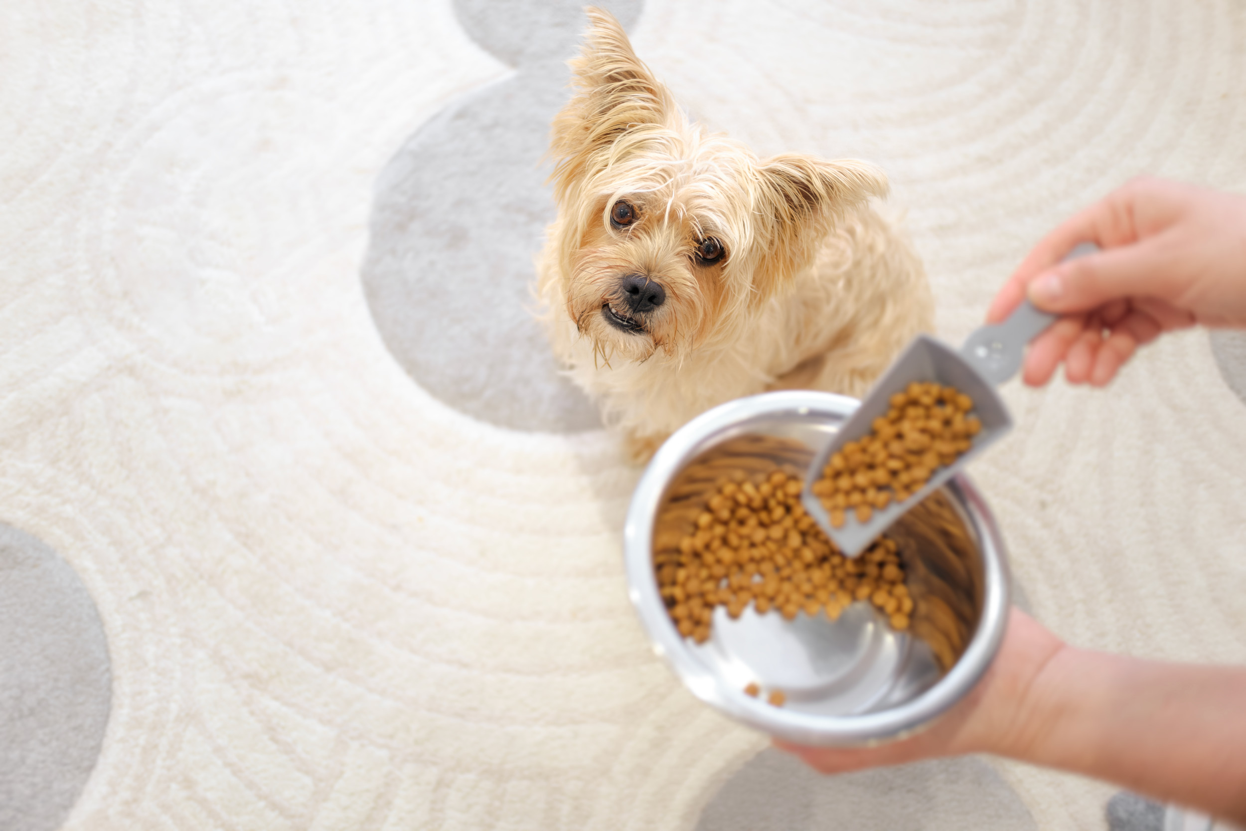Owner Lets Spoilt Dog Have Midnight Snack &ndash; Instantly Regrets It
