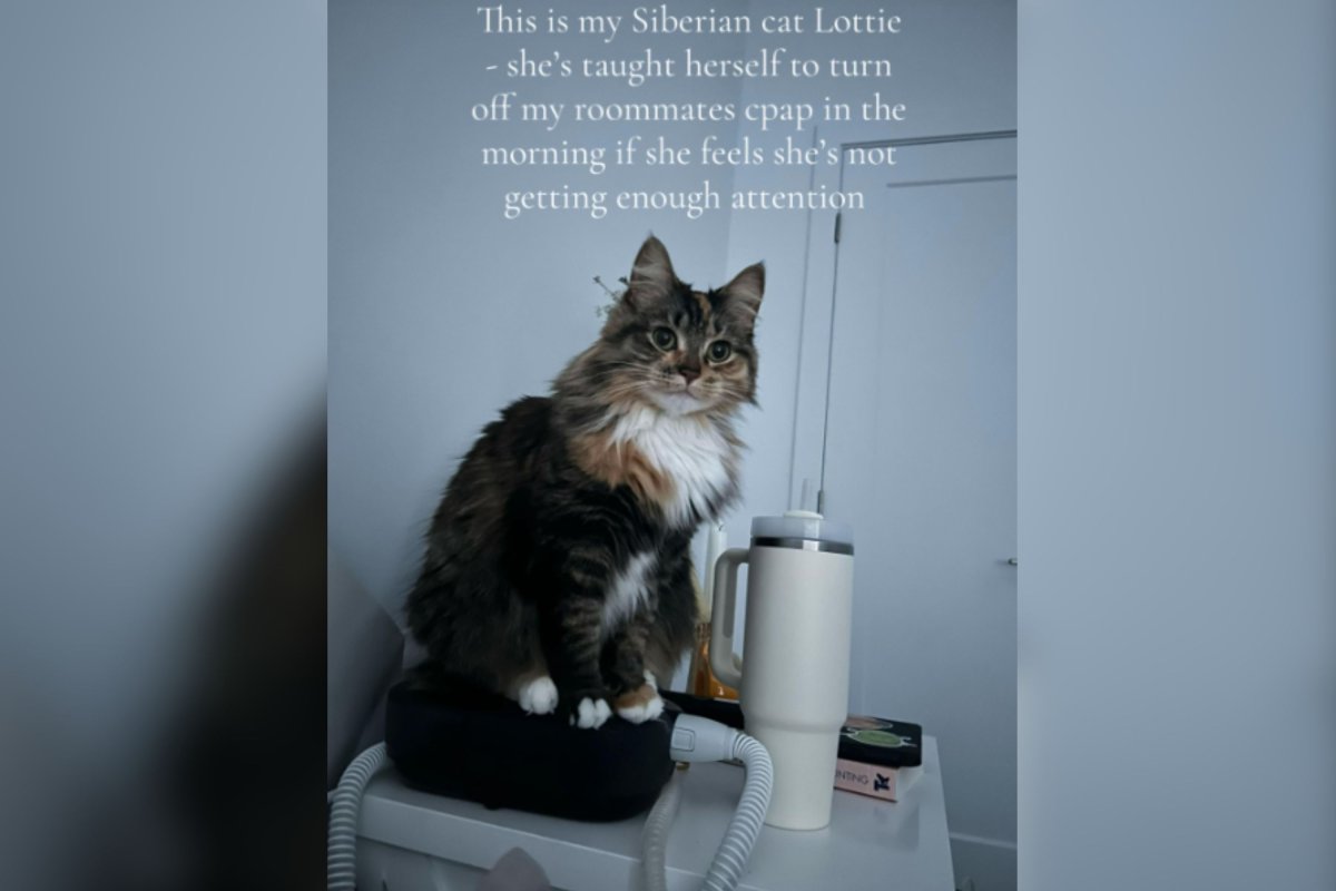 Cat sits on CPAP machine