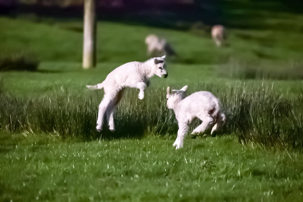 Stock image of sheep jumping.