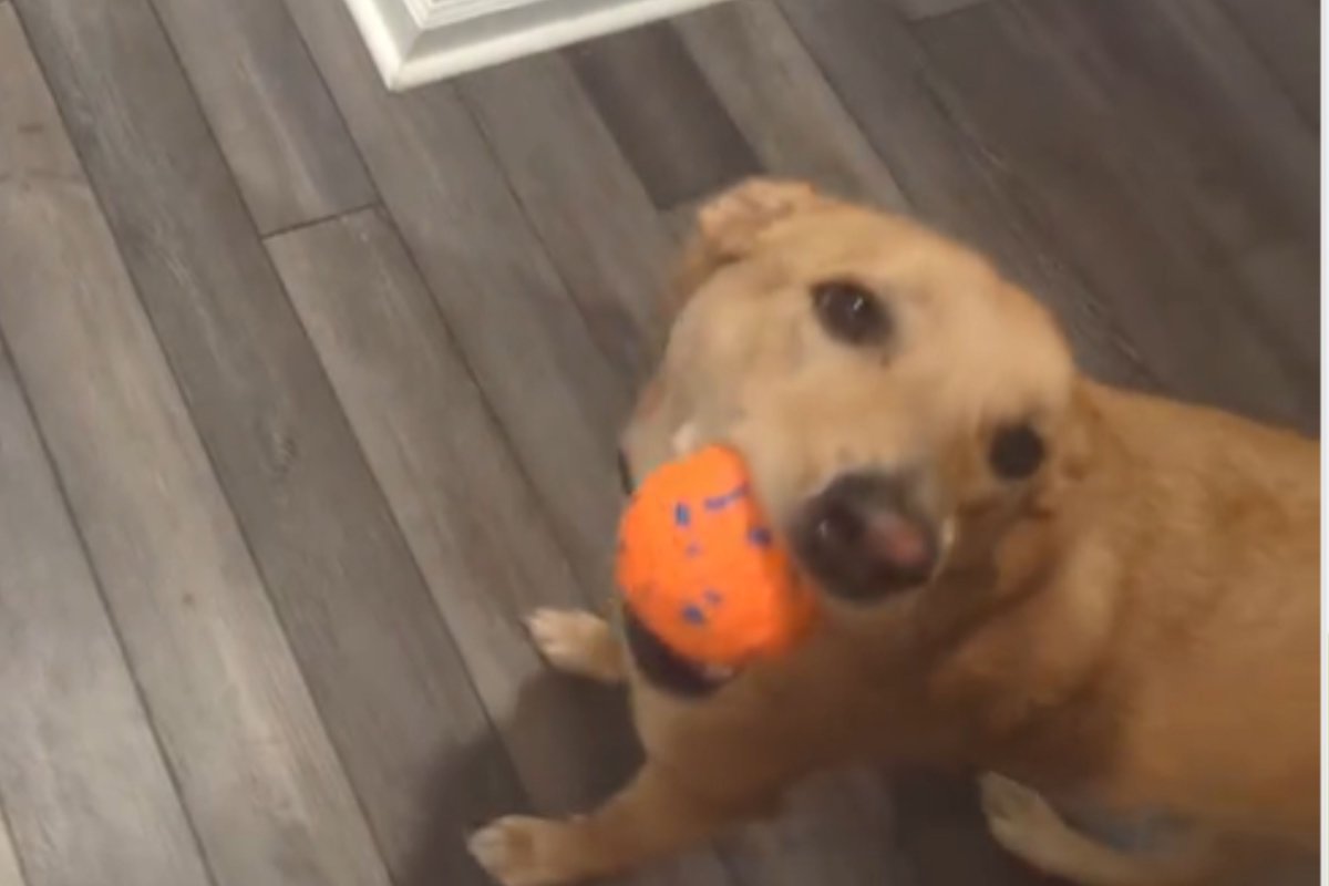 Lab mix catches ball 