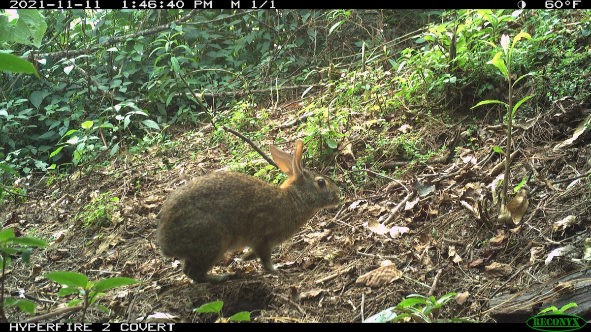 Omiltemi cottontail rabbit 